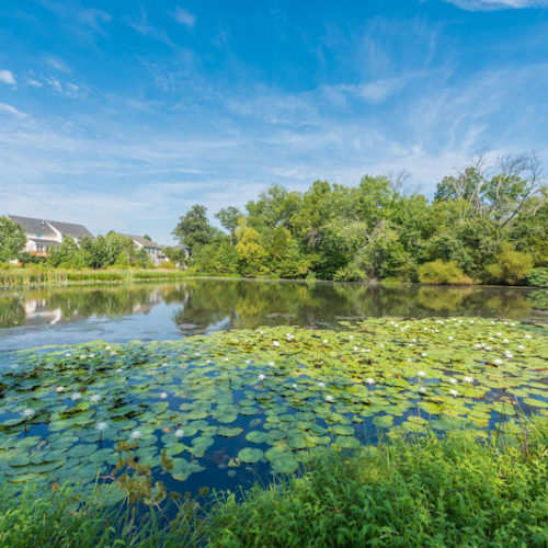 Home page of Carisbrooke HOA in Ashburn Virginia Carisbrooke